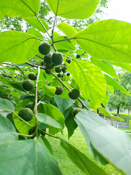 构桃树