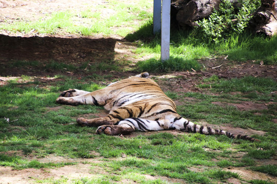 睡着的老虎