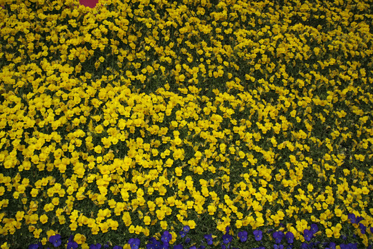 大片黄色花朵