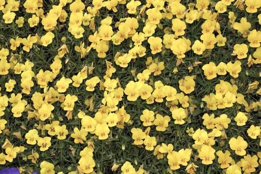 大片黄色花朵