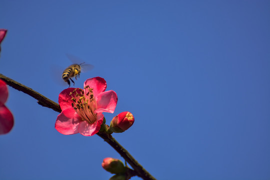 海棠花