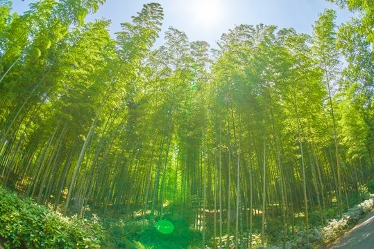 阳光竹林