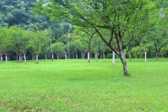 草坪绿地树木