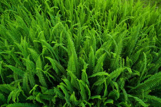 绿叶植物墙背景素材