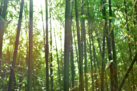 竹林摄影图片