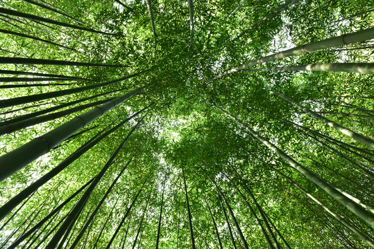 仰拍竹子竹林