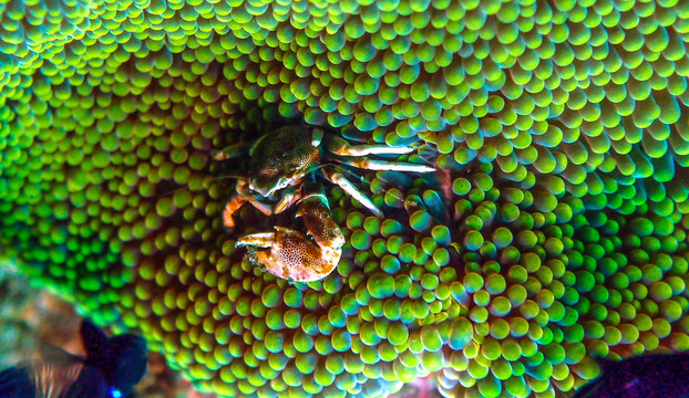 海葵中的螃蟹