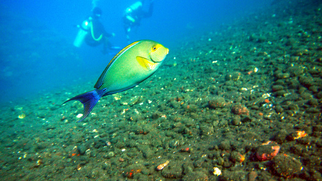 刺尾鱼