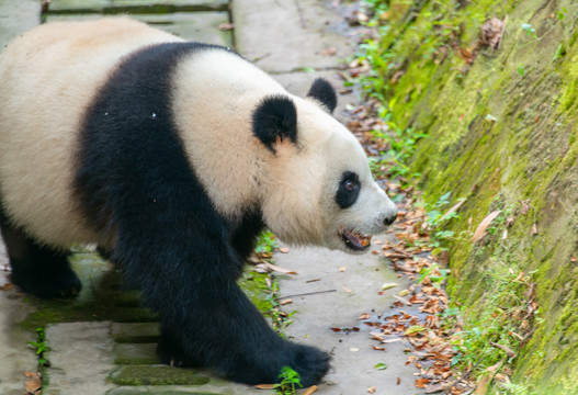可爱的熊猫