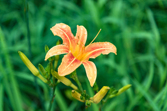 黄花菜萱草