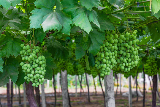 葡萄园里生长中的绿葡萄