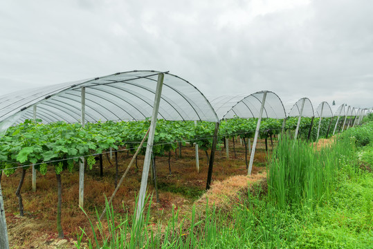 农村蔬菜种植大棚