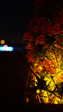 夜晚灯光下的花朵