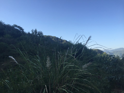 山上绿植