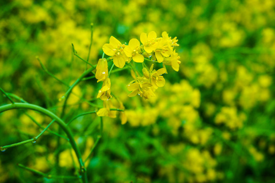 油菜花