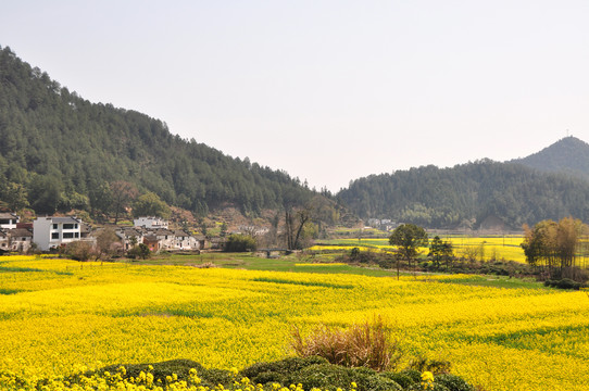 婺源油菜花