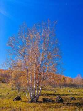 秋天一棵白桦树