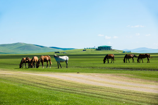 夏季草原马群蒙古包