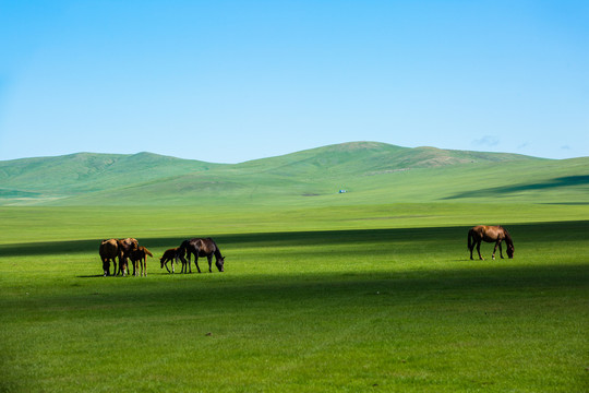 草原上吃草的马群