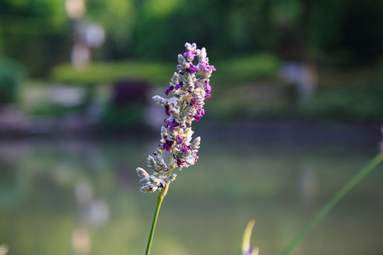 再力花