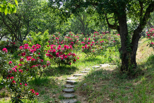 开满鲜花的山路