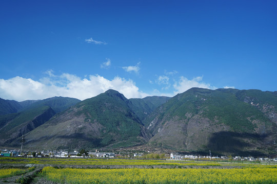 云南大理苍山下的油菜花