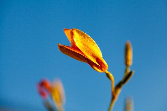 射干花卉特写