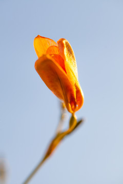 射干花卉特写