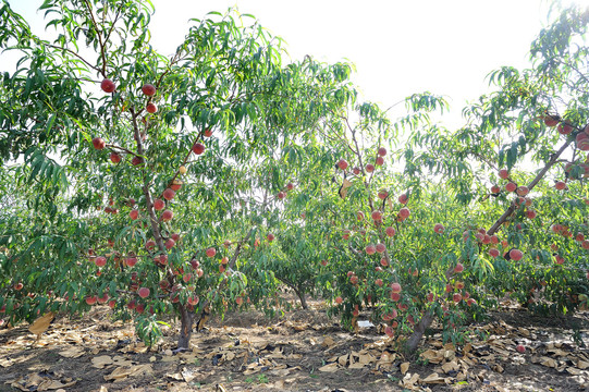 水蜜桃种植基地