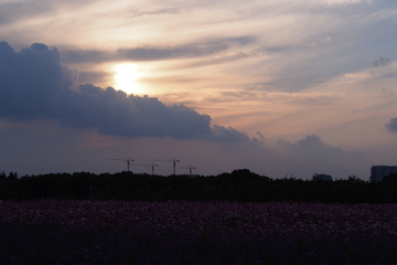 黄昏天空下的格桑花海