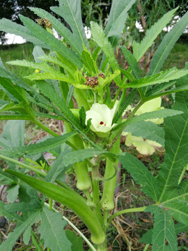 秋葵花
