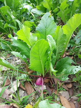 菜地里的紫皮萝卜