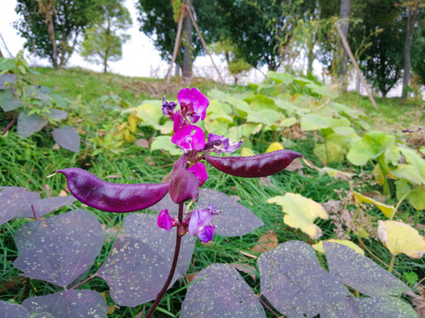 紫花豌豆
