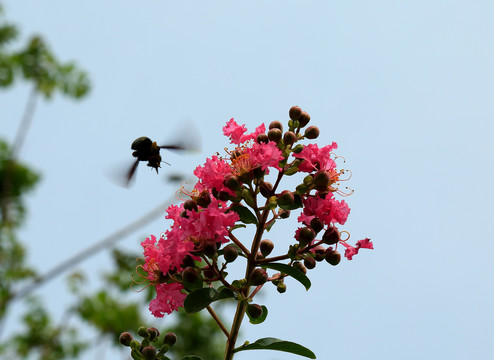 蜜蜂采蜜