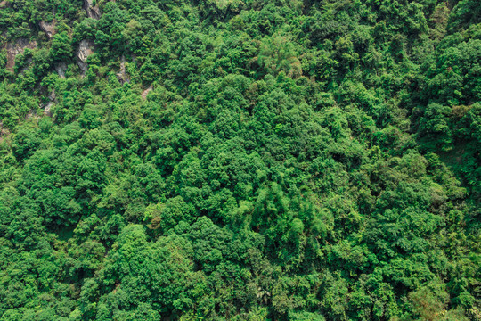 绿树背景