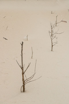沙漠中的枯树枝