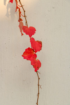 墙壁上的红色树叶