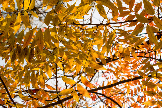 金黄色的树叶背景
