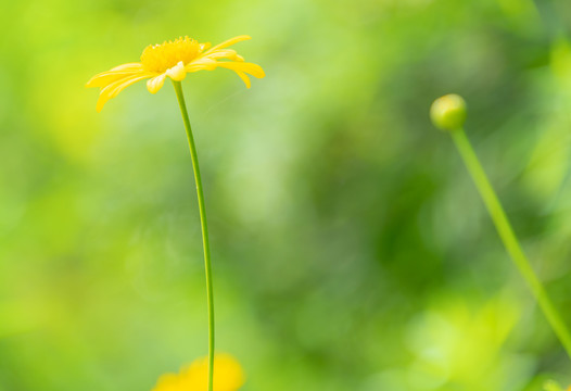 小雏菊