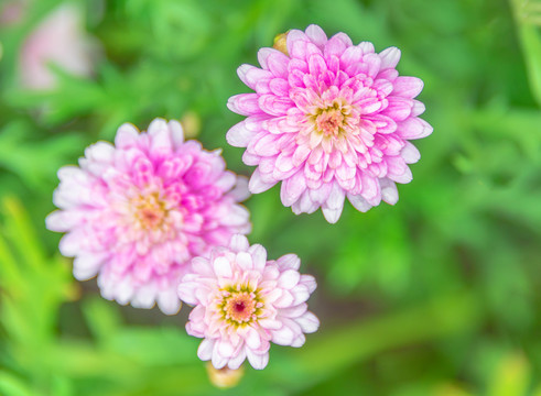 小雏菊