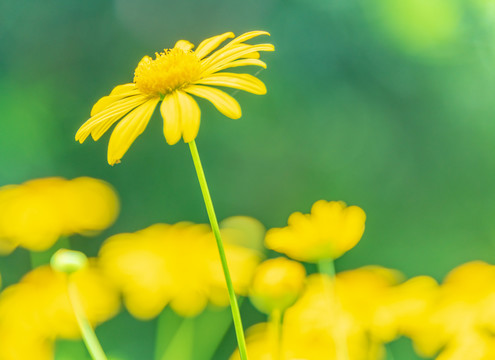 小雏菊