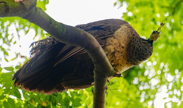 停驻在树枝上的一只漂亮孔雀