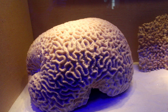 脑形珊瑚