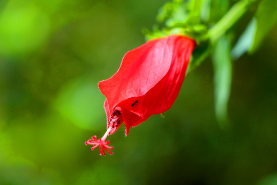 悬铃花特写