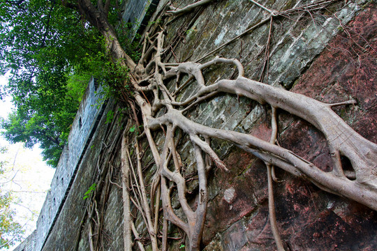 墙上的树根