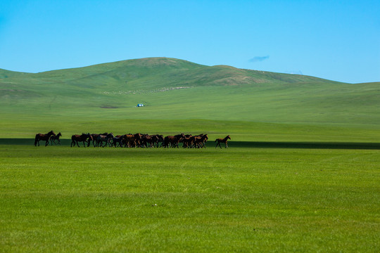 夏季丘陵草原奔跑的大马群