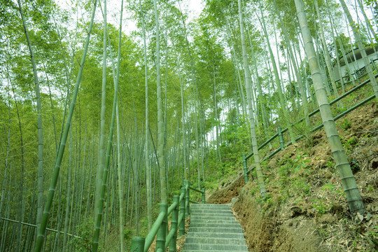 竹林小路