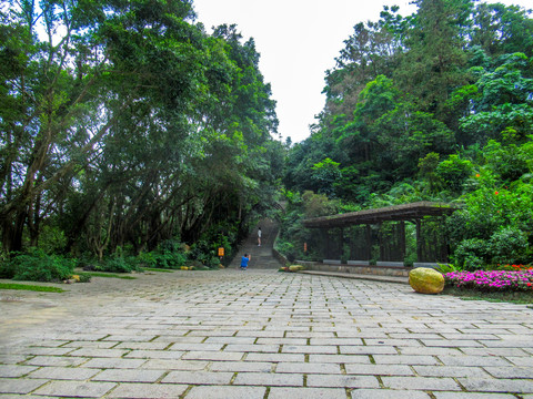仙湖植物园