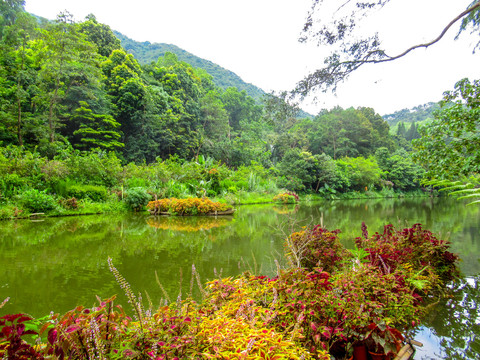 仙湖植物园
