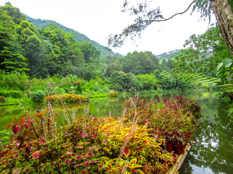 仙湖植物园